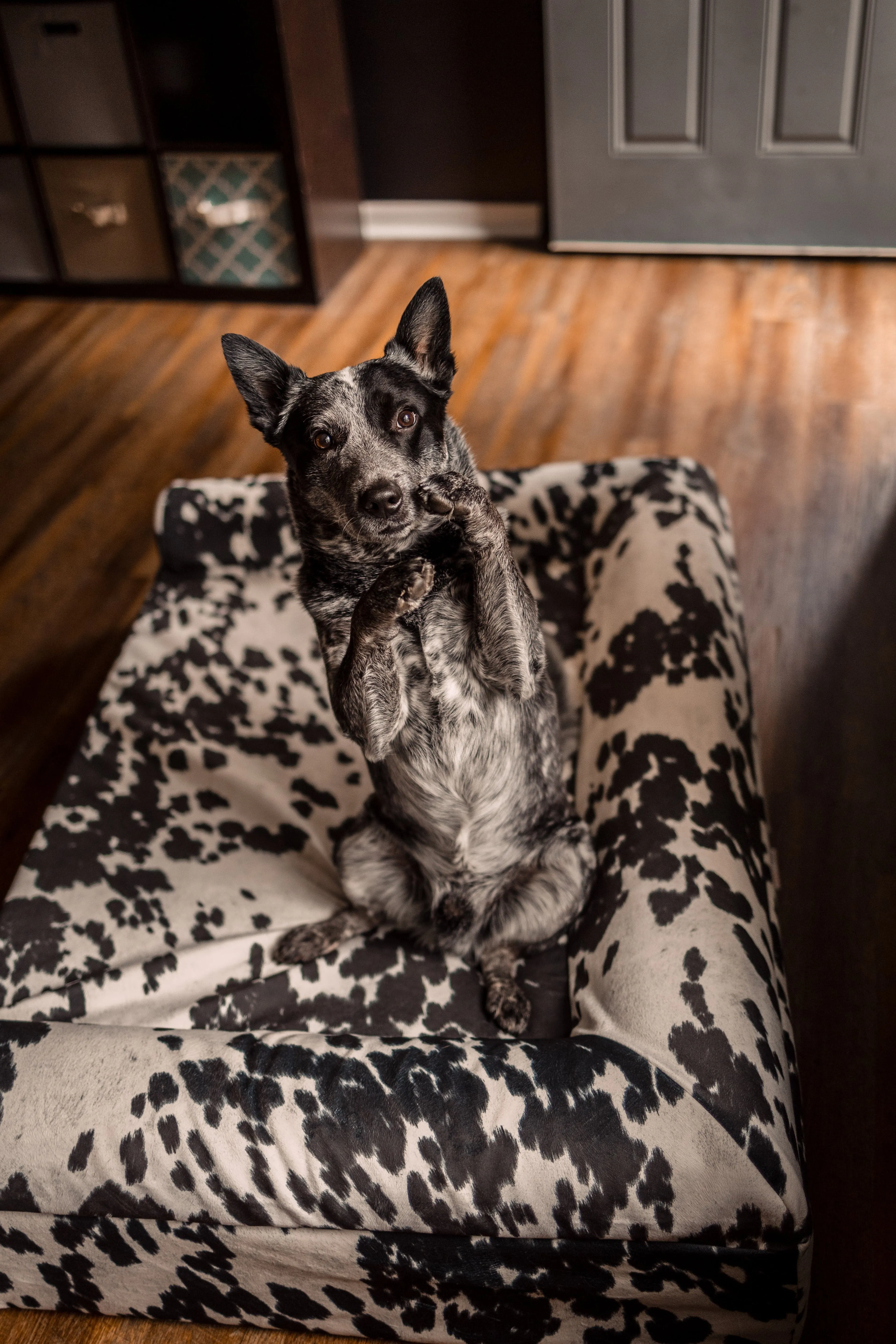 Animal Print Cover | 4" Orthopedic Sofa Bed