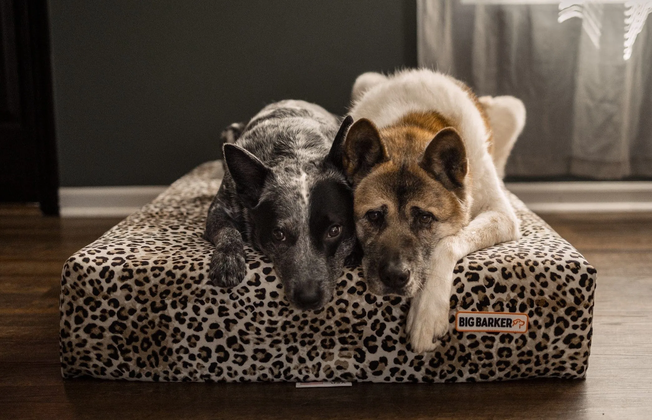 Animal Print Cover | 4" Orthopedic Sofa Bed