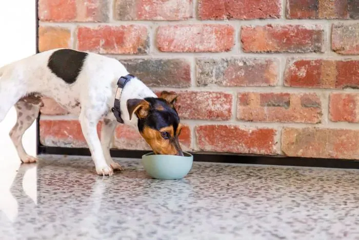 FuzzYard Life Silicone Dog Bowl in Myrtle Green