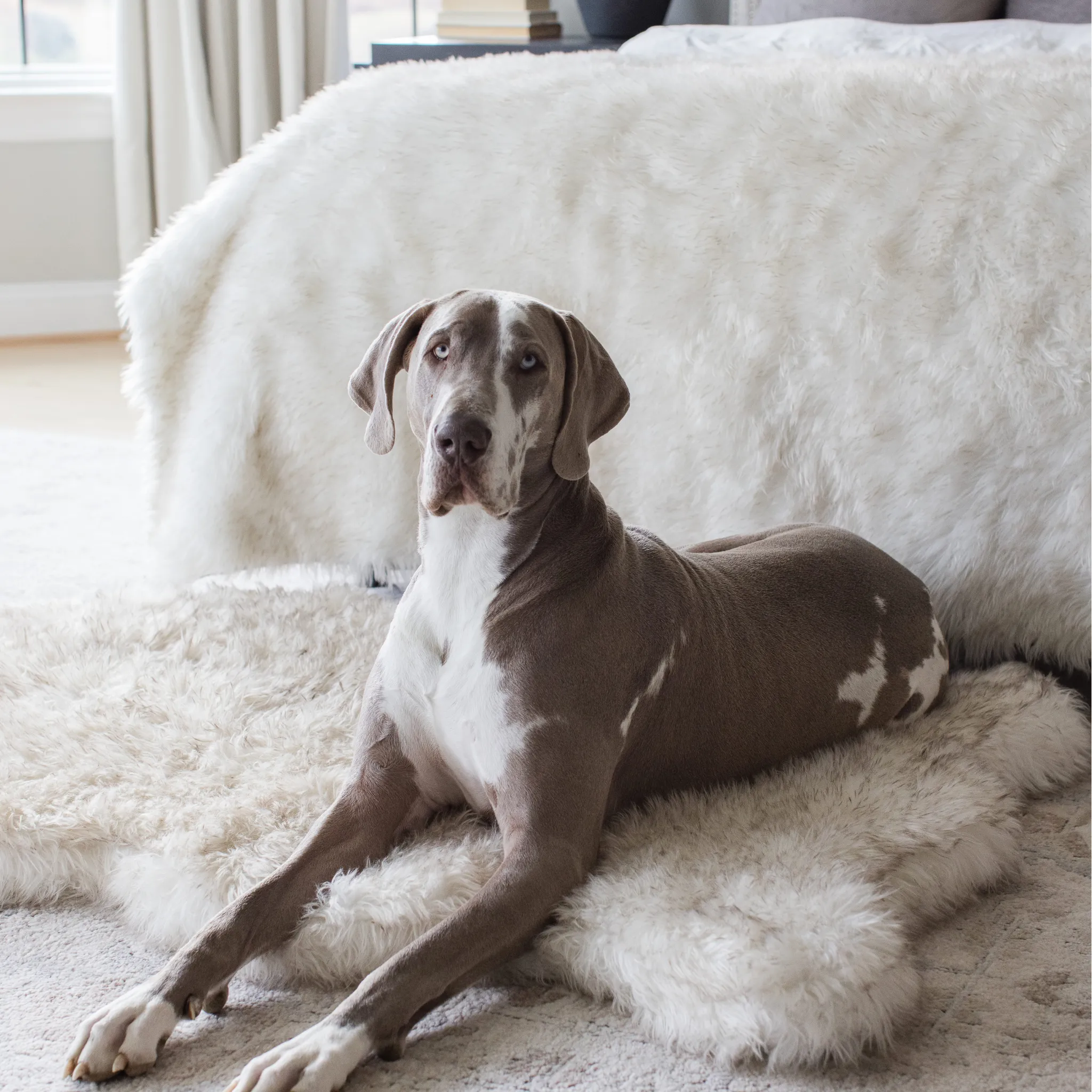 PupRug™ Orthopedic Bed   Matching Waterproof Blanket Bundle - White with Brown Accents