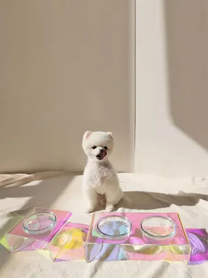 Rainbow Reflect Pet Food Bowl