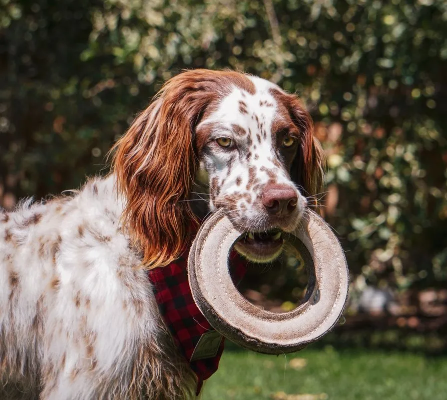 Tall Tails Dog Toy Natural Leather & Wool Ring