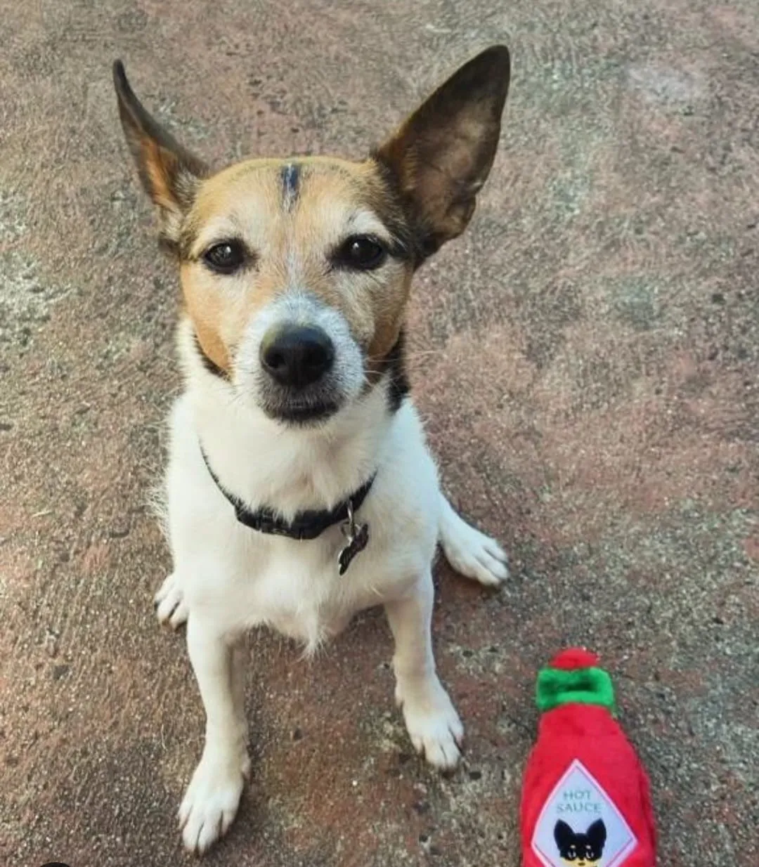 Zippy Paws Hot Sauce Chew Toy